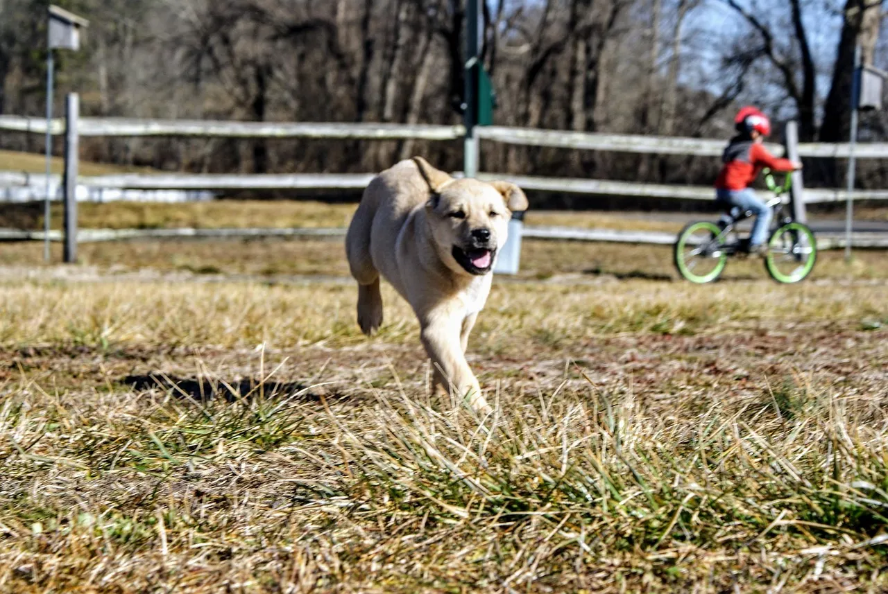 Runing dog