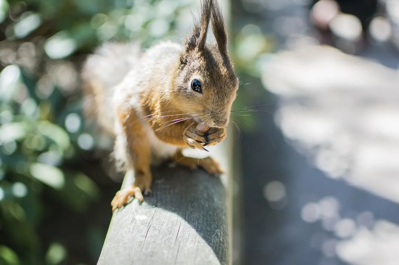 nuts