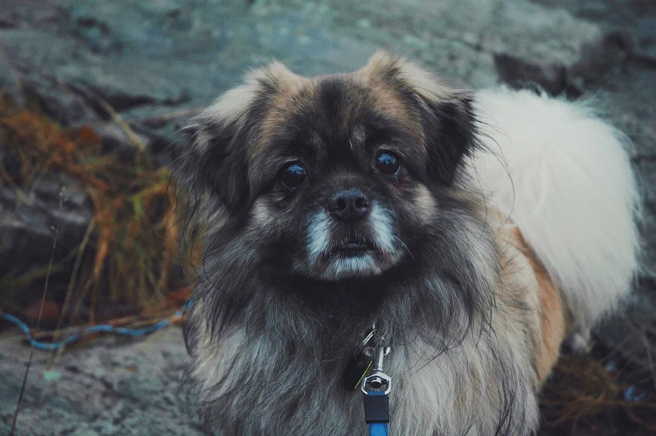 caribbean-island-can-cuddle-pups-beach
