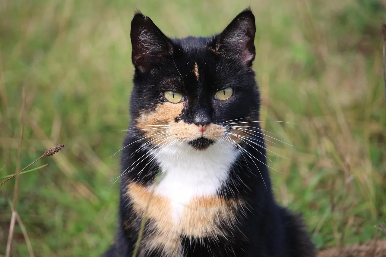 cute-cat-loves-ride-animal-farm