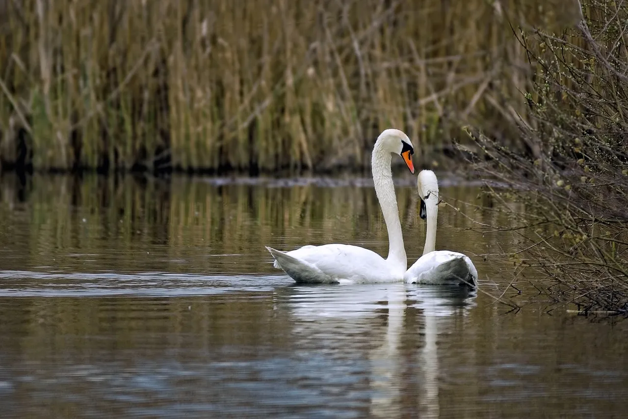 Couple-having