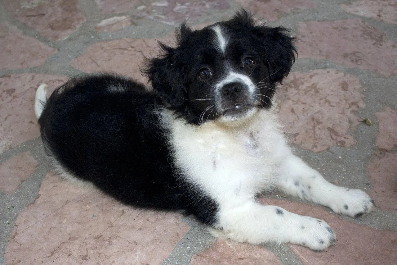 Dog and baby