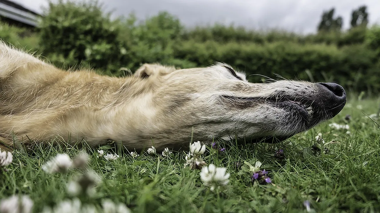 Dog