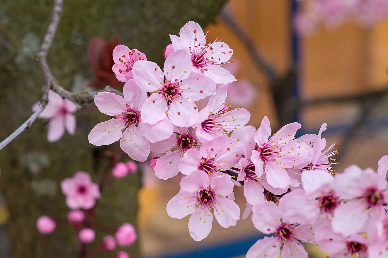 cherries-1-1024x682
