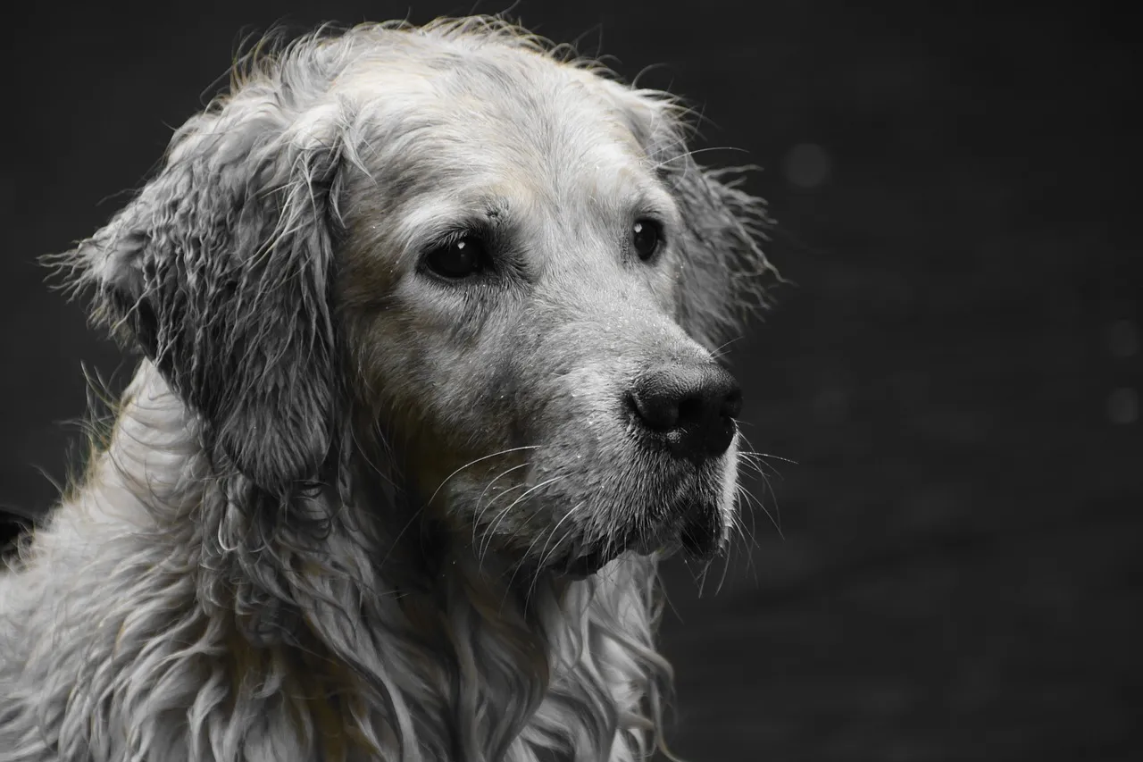 Golden-Retriever Sad
