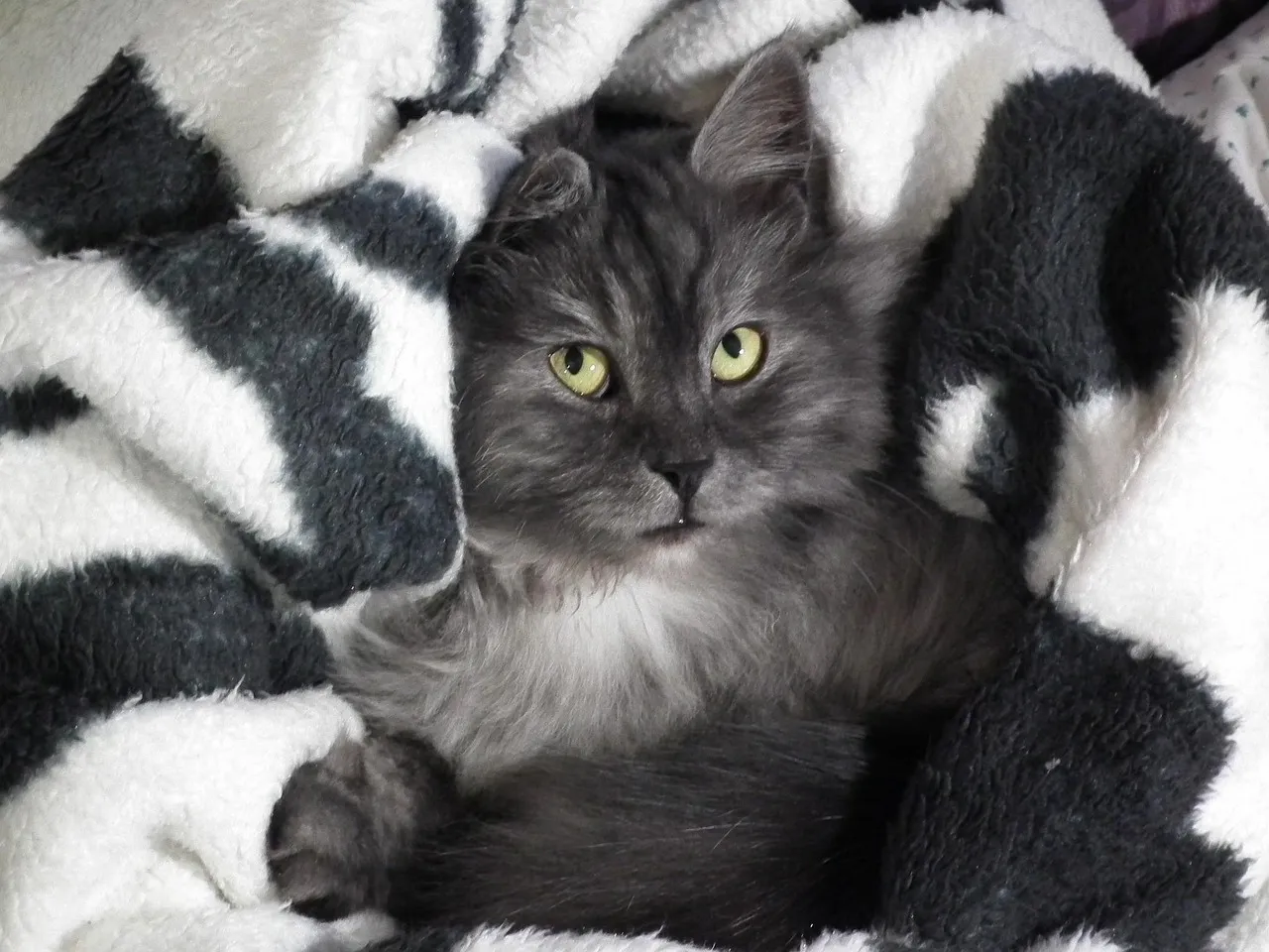 cat