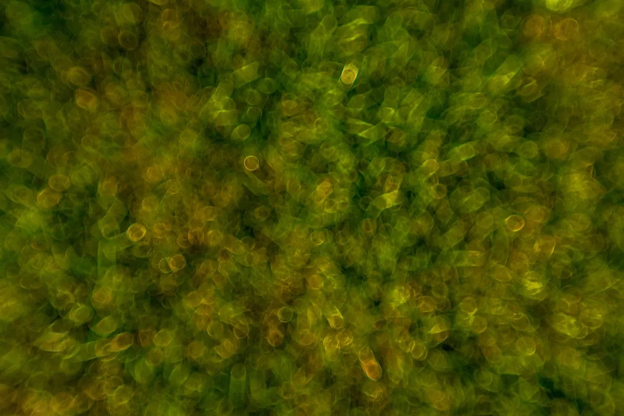 bacteria