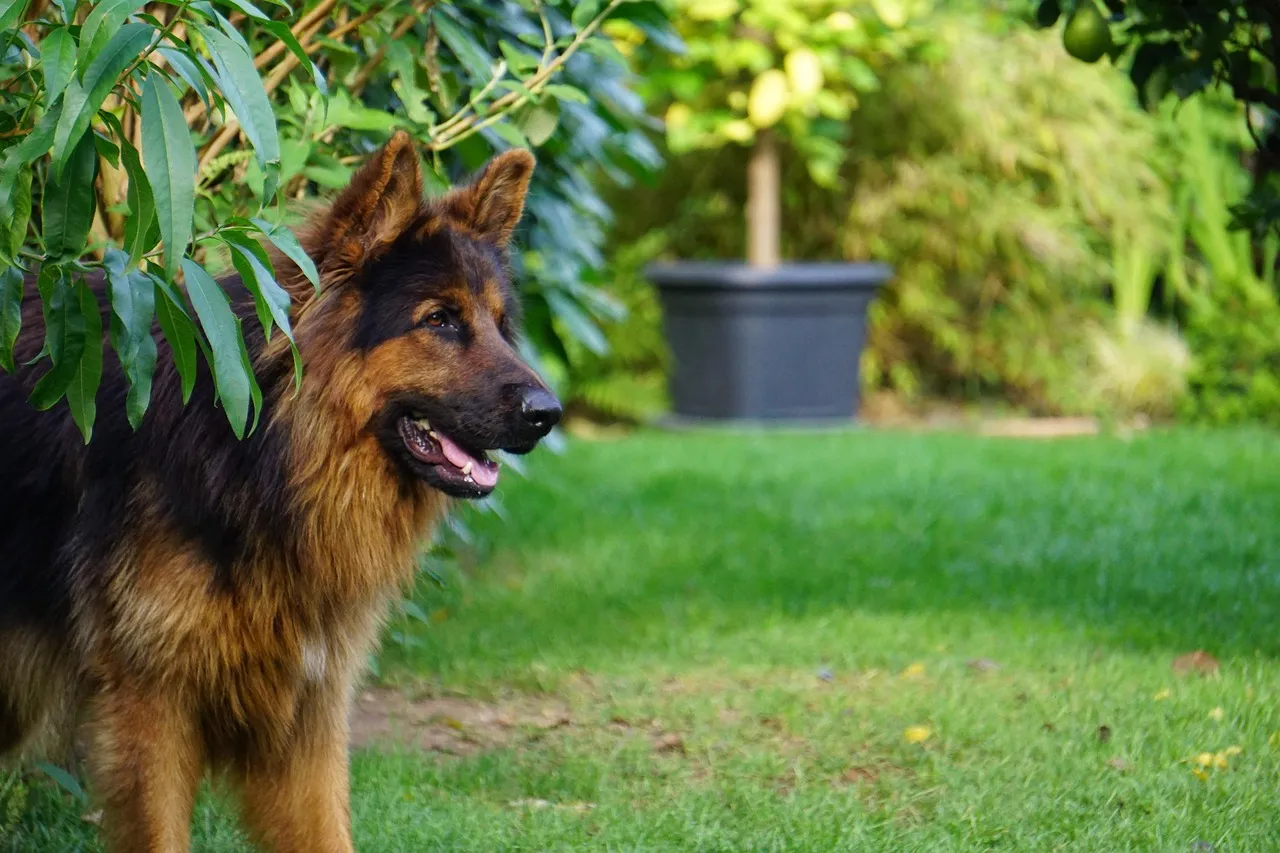 worlds-oldest-dog-dies-age-30-kelpie-maggie-15