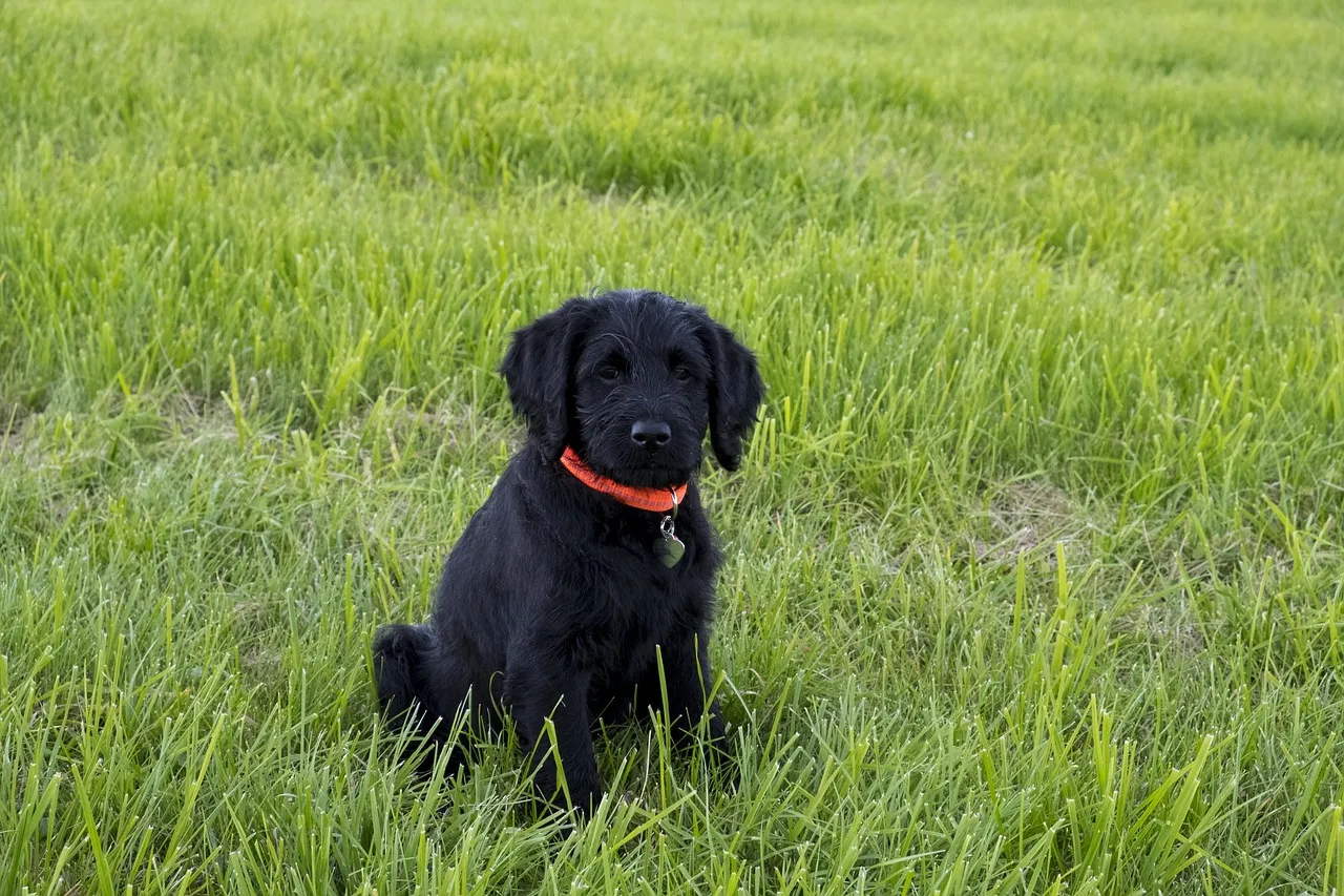 friendly dog