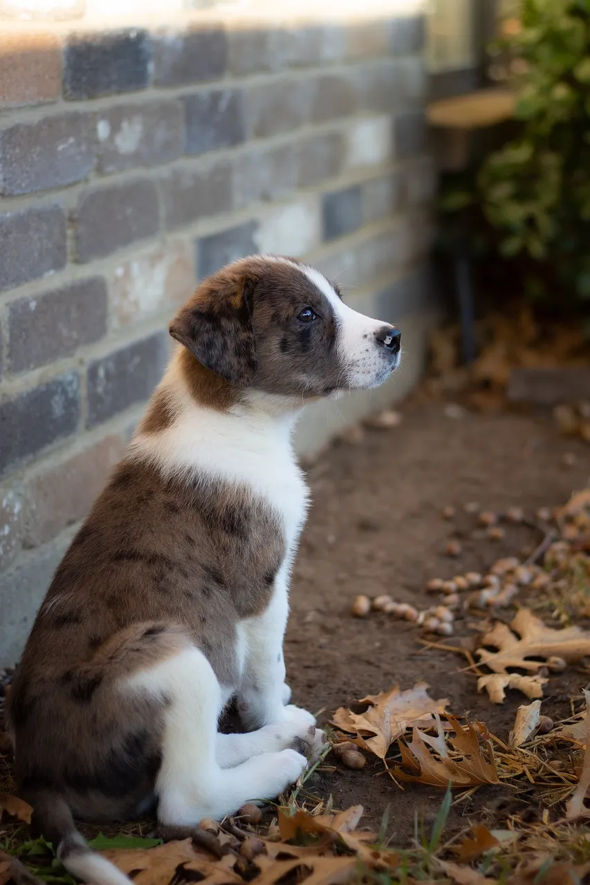 puppies