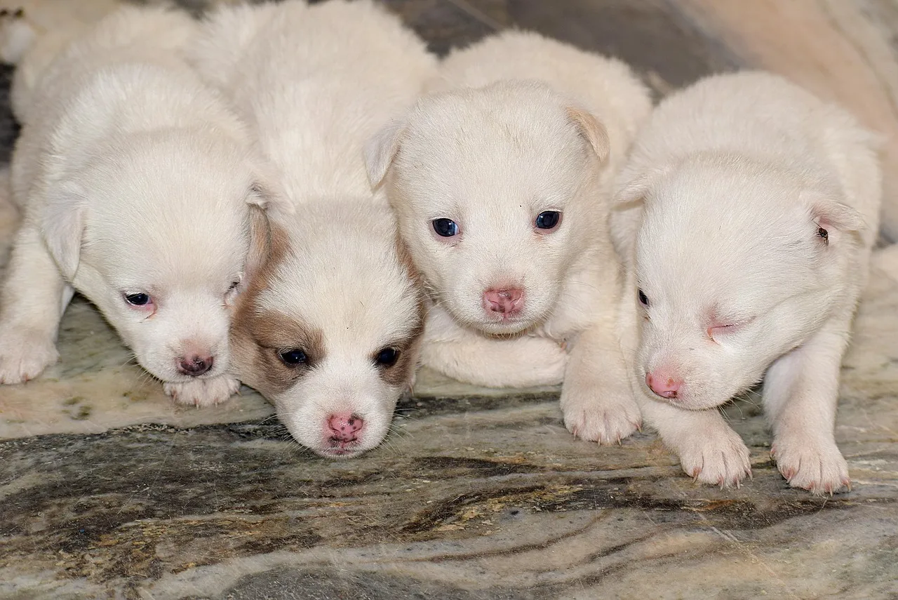 cuteanimals