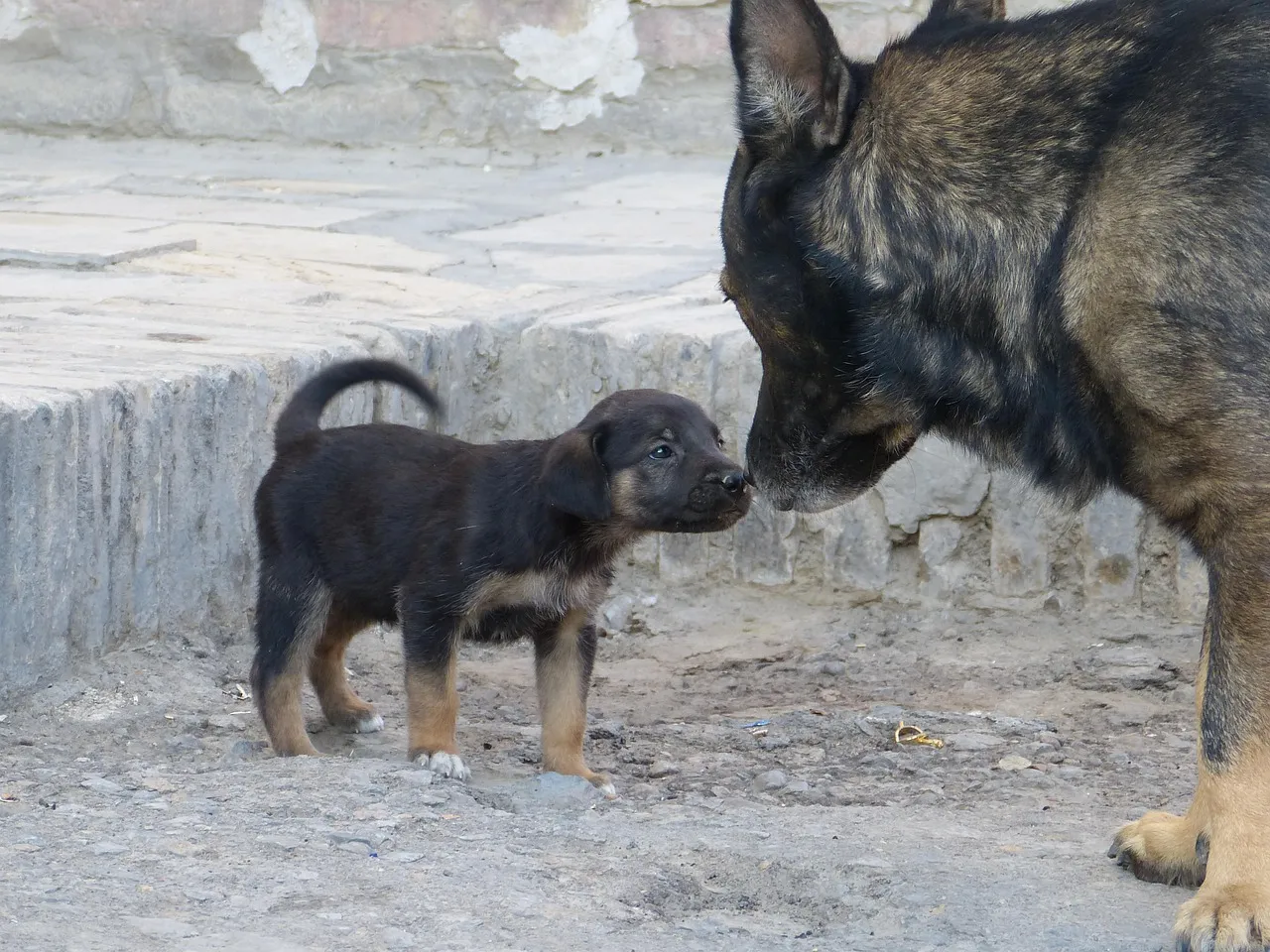 german shepard