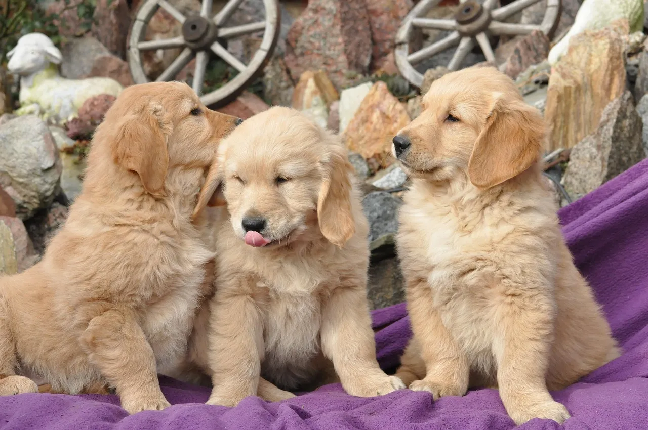 Puppy