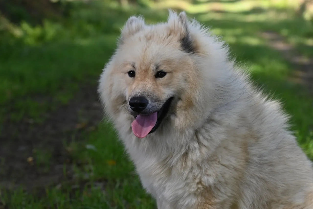 Dog in forest