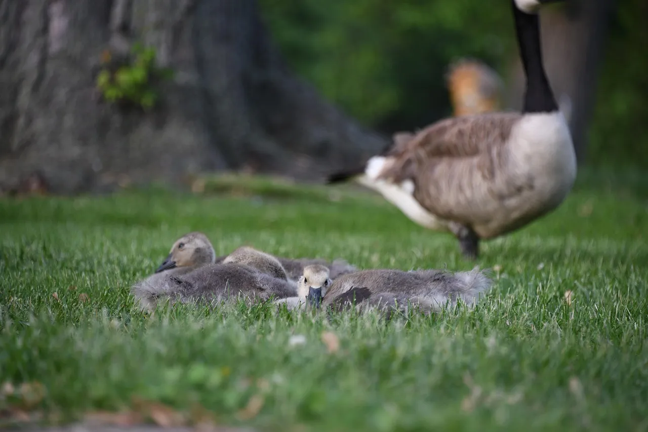 Mom resting