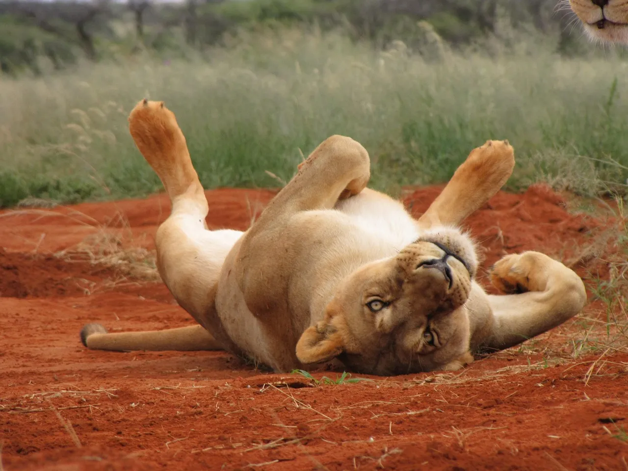 lionn