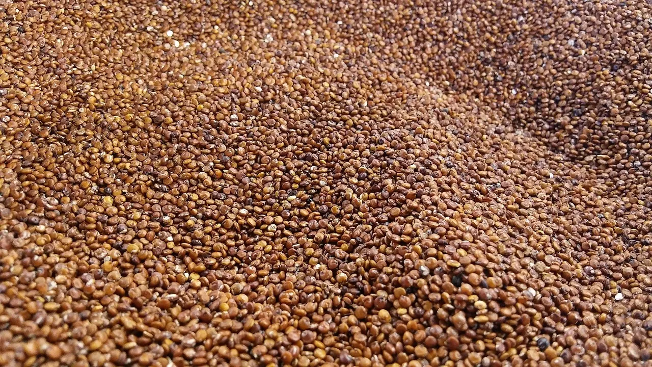 quinoa