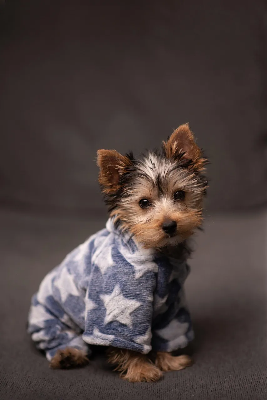 babydog