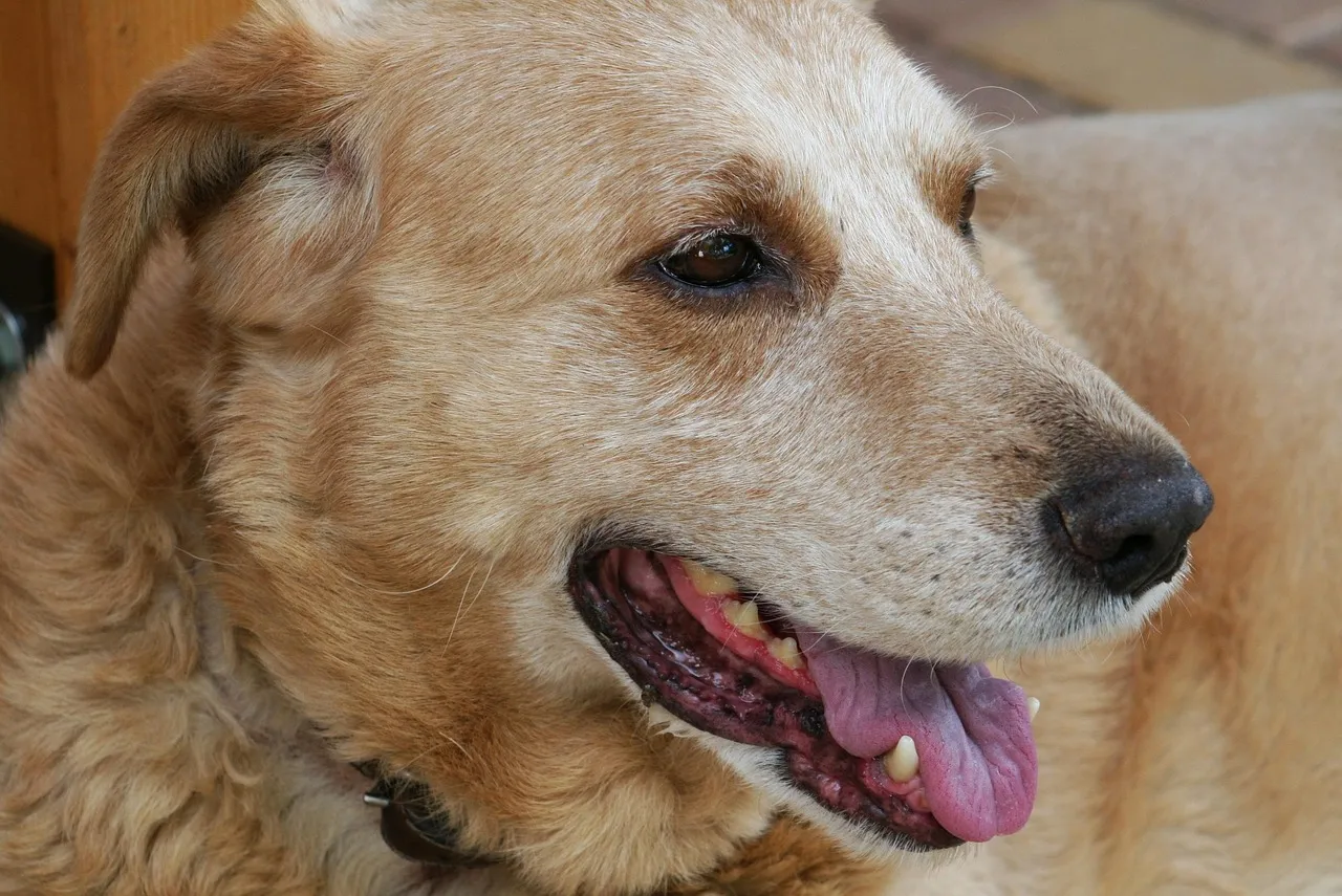Old dog