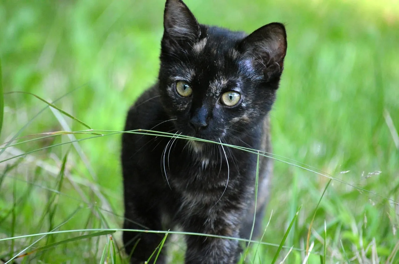 cute-cat-loves-ride-animal-farm