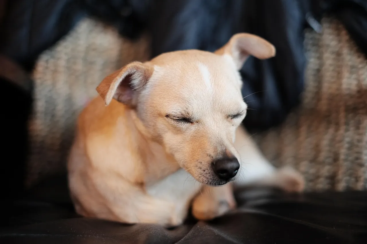 rescue-dog-island-potcake-place-turks-and-caicos-24