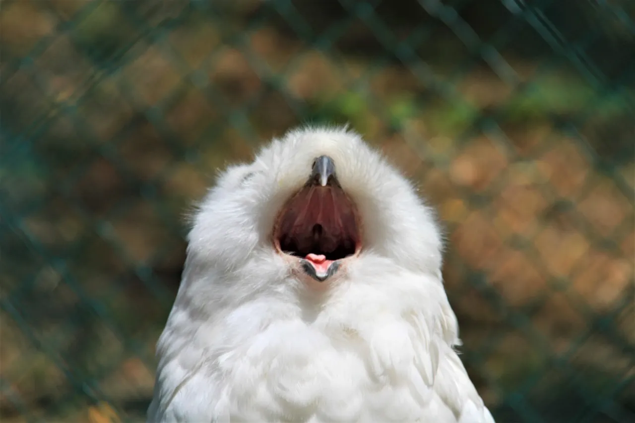 bird
