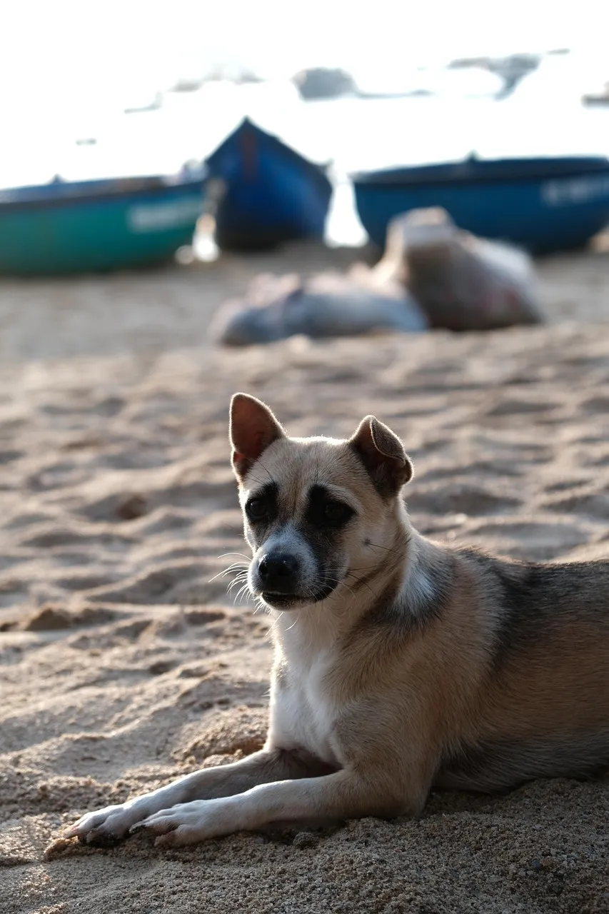 rescue-dog-island-potcake-place-turks-and-caicos-17