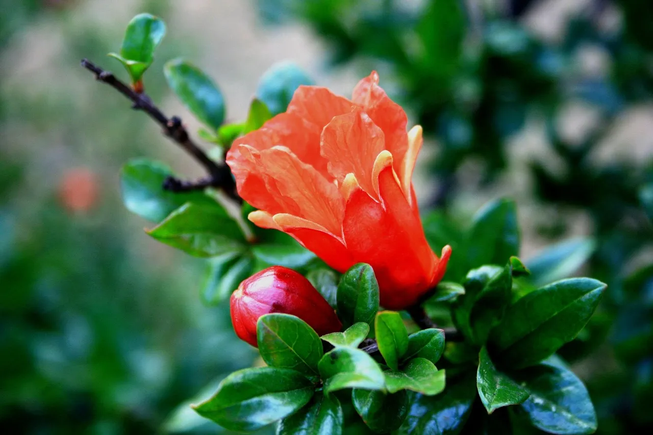 Pomegranate
