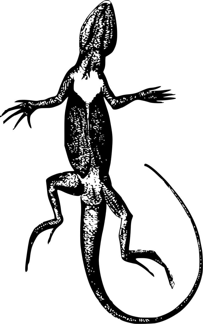 rakunn