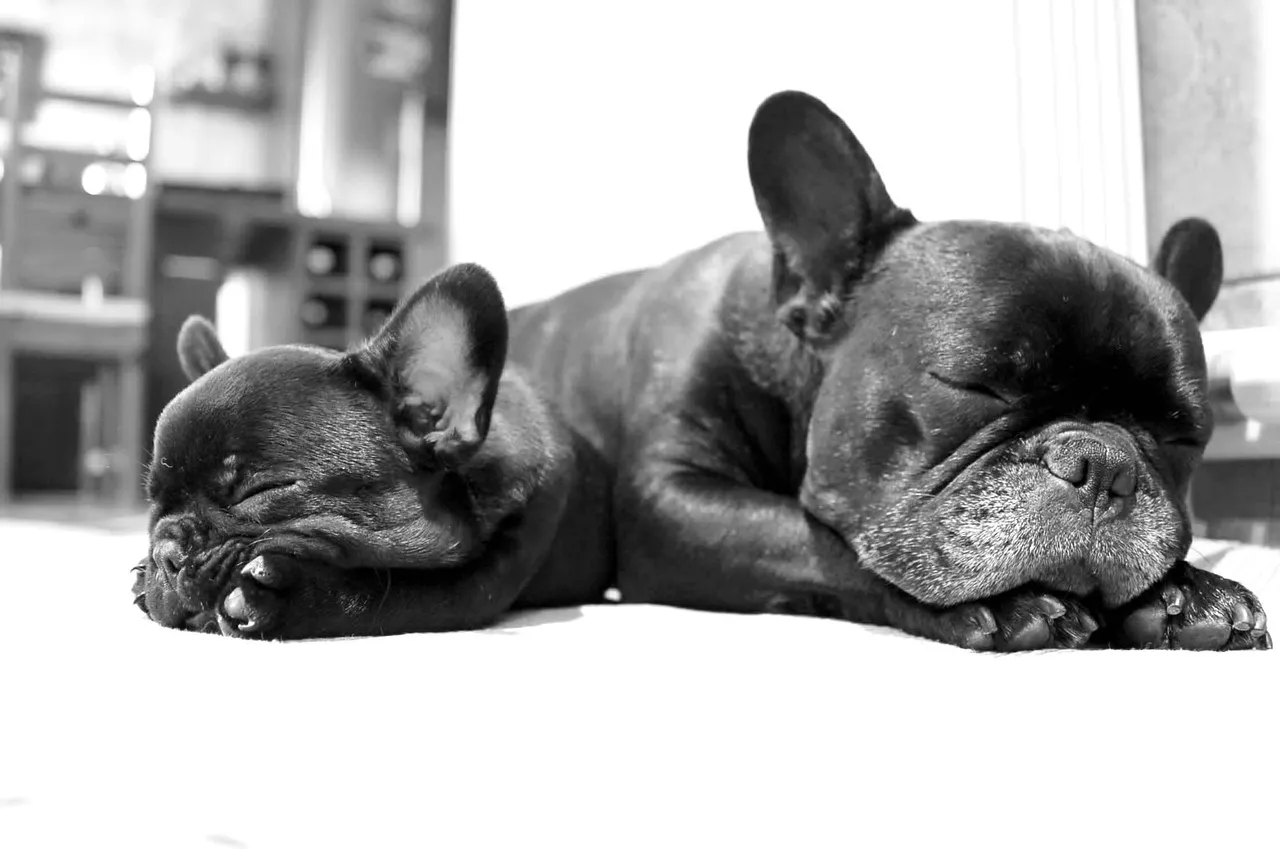 bulldog