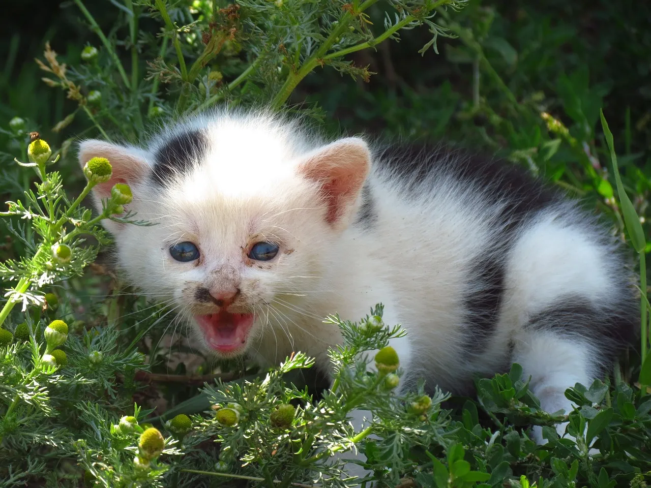 pet and baby