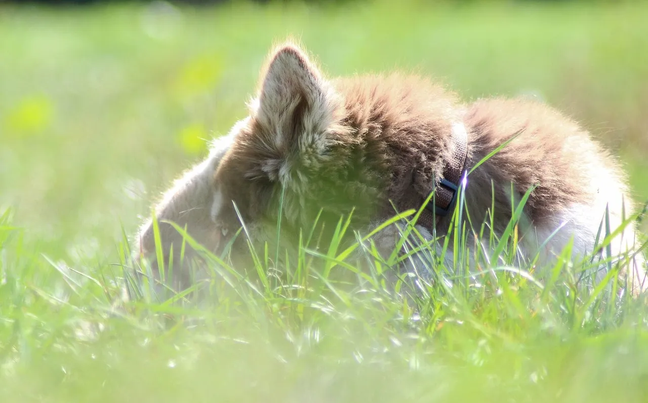 huskey