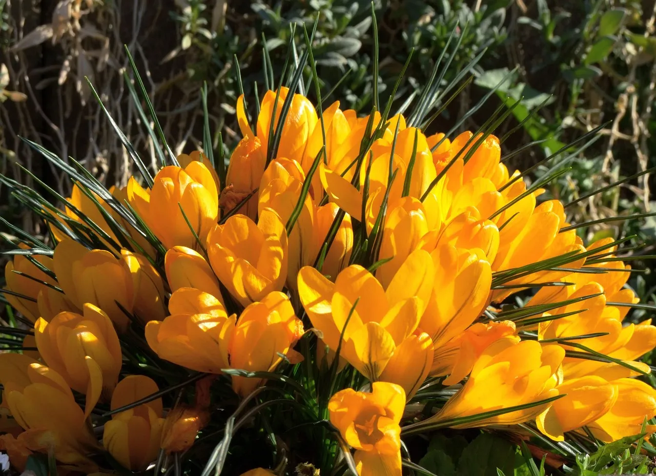 the-healing-benefits-of-saffron