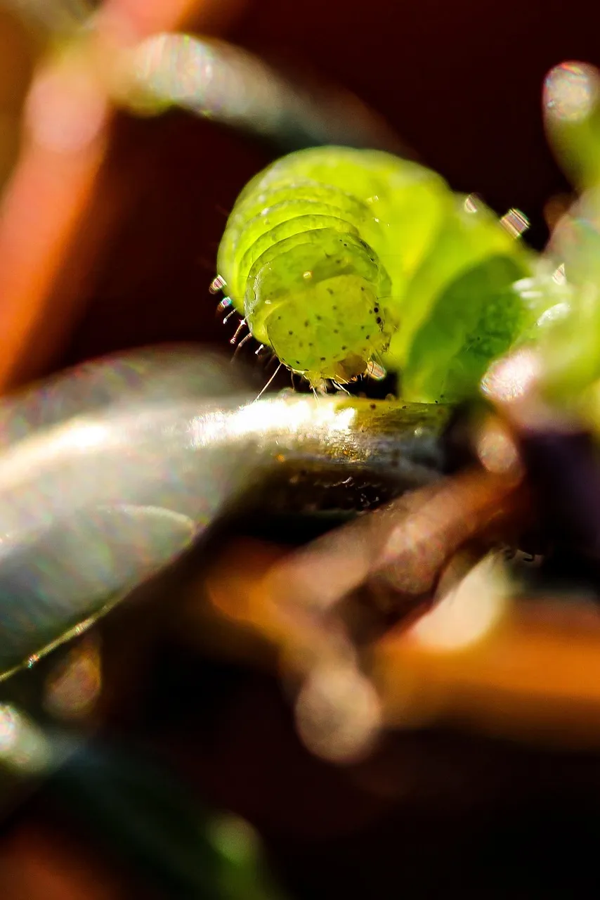 Basil.