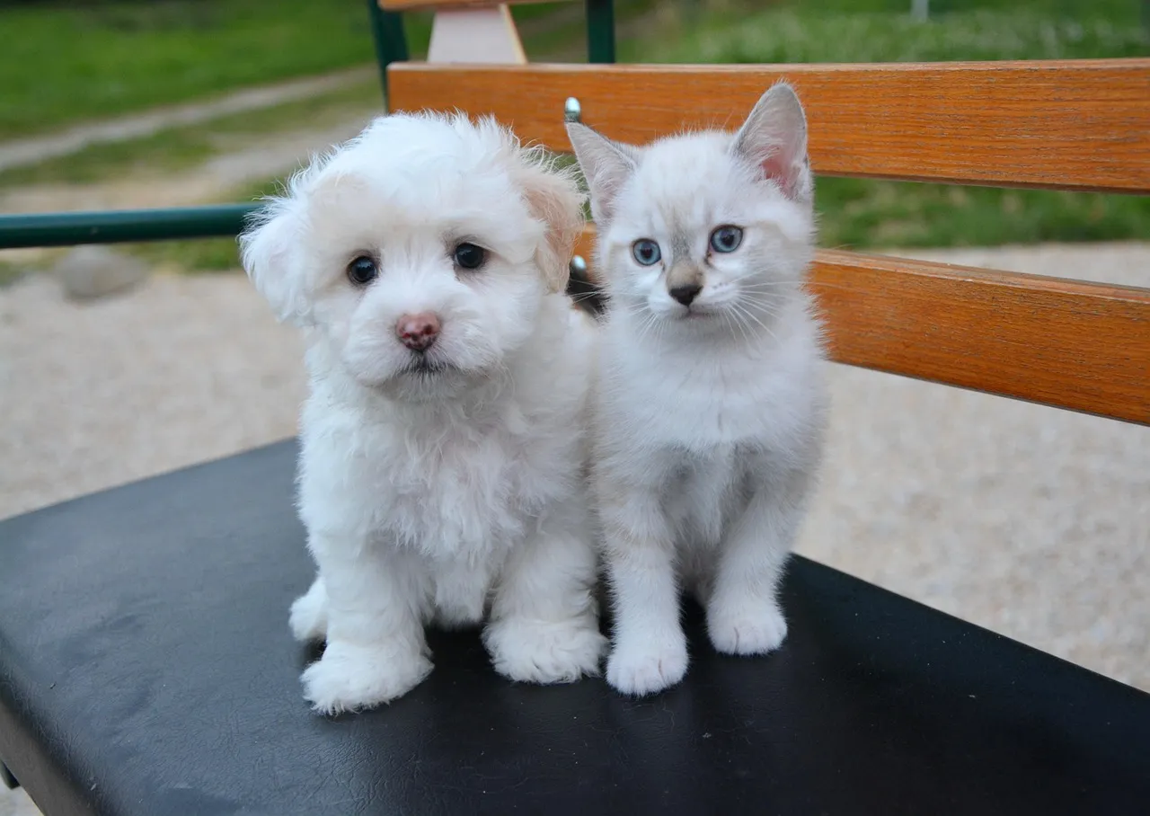 dog-n-cat