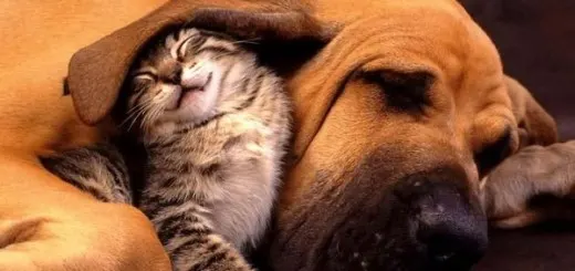 gorgeous-sleepy-animals-will-melt-heart