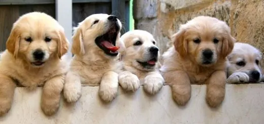 10-reasons-dog