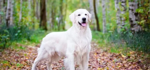 interesting-facts-golden-retriever
