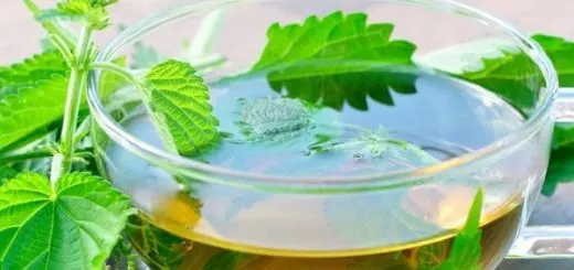nettle-medicine-nature