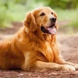 things-dog-like-tell