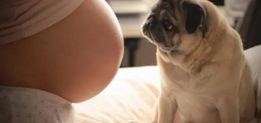 things-keep-mind-pet-pregnant