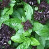 basil-powerful-herb-can-use-medicine-heres