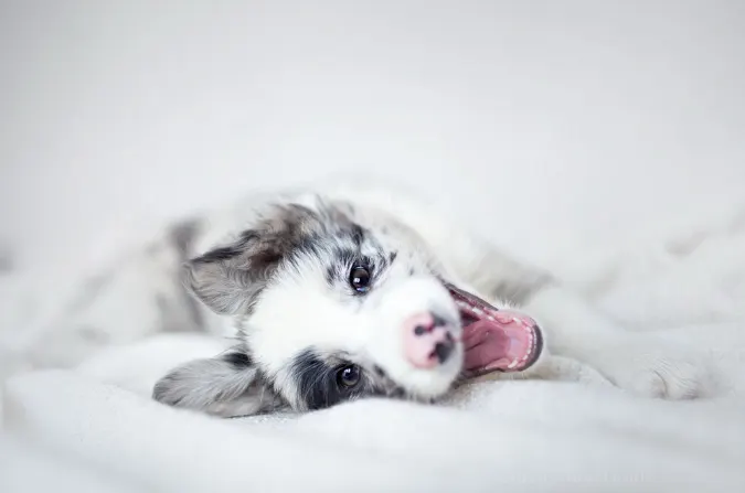 Is there a more beautiful sight than a happy pet? (Photo)